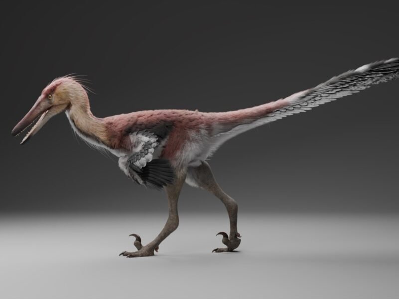 Descubren en Santa Cruz una nueva especie de dinosaurio raptor en la Patagonia