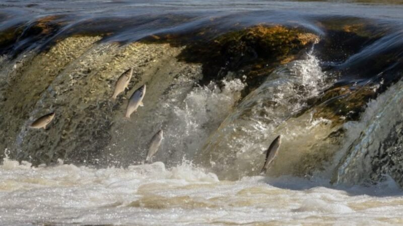 Alerta ambiental: Peces bajo efectos de la cocaína nadan el doble de lejos en ríos y lagos