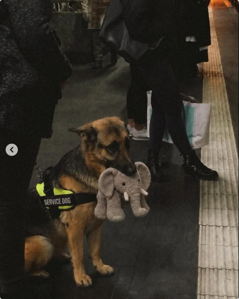 Un pastor alemán se volvió viral por no separarse de su elefante de peluche y conmovió a las redes