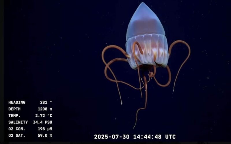 El CONICET volverá a transmitir en vivo desde las profundidades del Mar Argentino en busca de nuevas especies