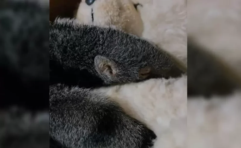 Rescataron a una cría de oso hormiguero en Jujuy y un peluche se convirtió en su refugio durante la recuperación