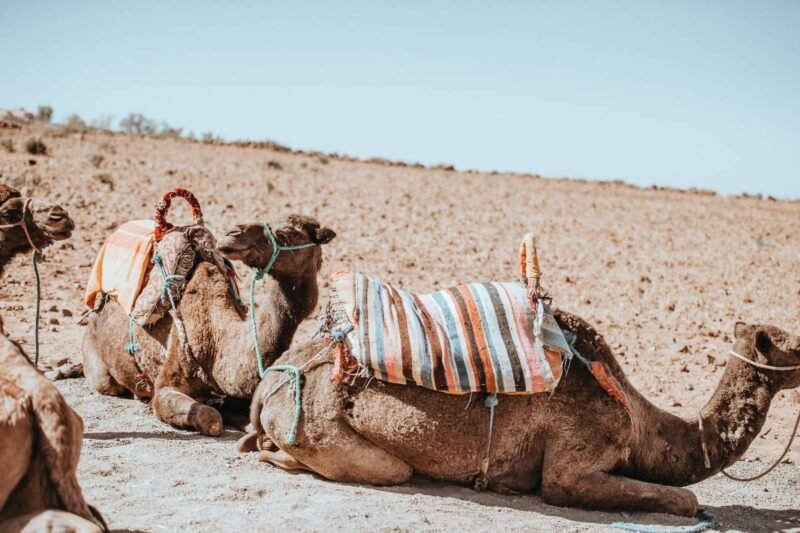 Egipto elimina los paseos en camello y caballo en las Pirámides de Guiza para impulsar un turismo más sostenible