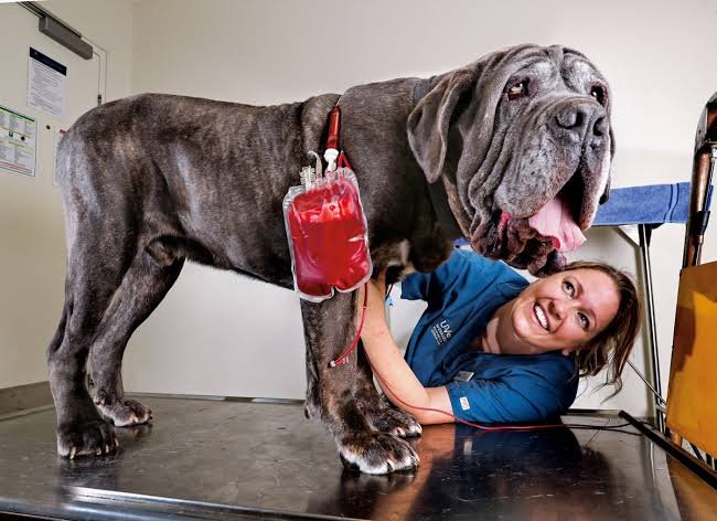 Logran producir por primera vez células similares a los glóbulos rojos de perros en un laboratorio