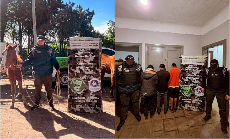 Maltrato animal: detuvieron a tres hombres tras una persecución y rescataron dos caballos desnutridos