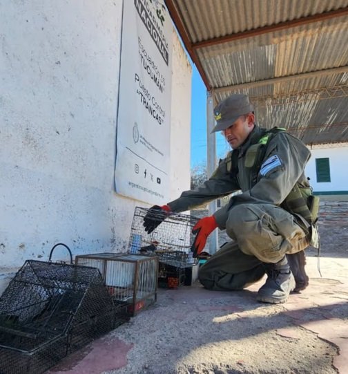 Escucharon ruidos en el baúl de un auto y rescataron 27 aves silvestres ocultas en jaulas