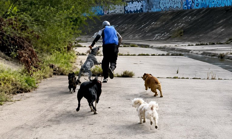 Seis perros enfrentaron a un presunto atacante sexual y ayudaron a dos mujeres a ponerse a salvo en Melbourne
