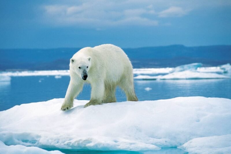 Despertó a un oso polar con la sirena de un barco y fue multado con más de US.000 en Noruega