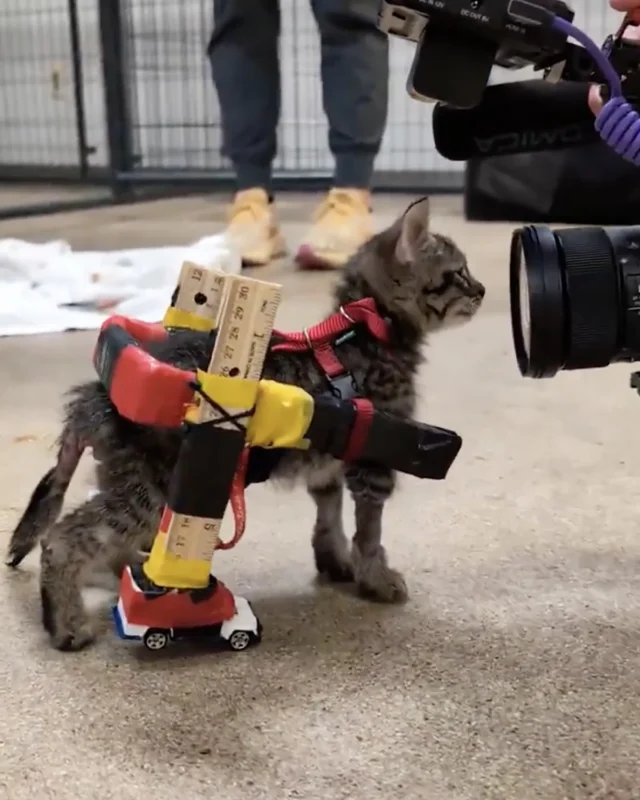 De una silla casera a una impresa en 3D: Gelato, el gatito que volvió a caminar gracias a la tecnología