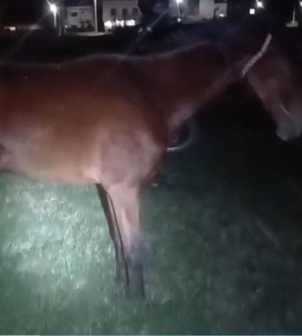 Rescataron a una yegua con una pata fracturada que habría sido abandonada en la vía pública