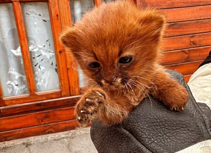 Rescataron un jaguarundí que apareció cerca de una vivienda en Taco Ralo