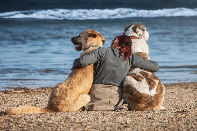 Tener varias mascotas mejora la salud mental y fortalece los hábitos diarios, según la psicología