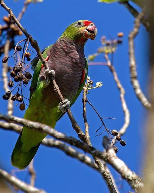 La tala de árboles en Misiones pone en riesgo al loro vinoso: quedan apenas 323 ejemplares