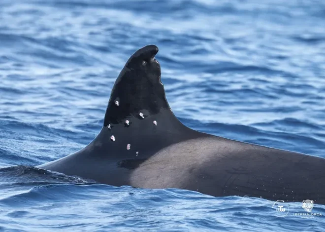 España investiga un ataque con escopeta a Toñi, la orca más longeva de la población ibérica