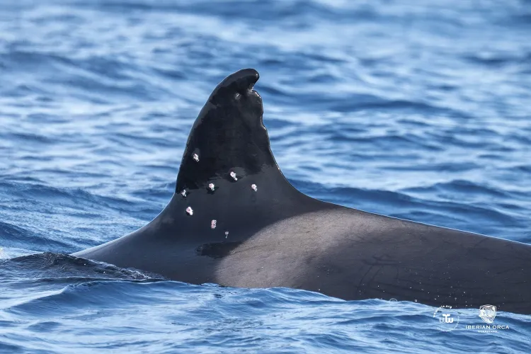España investiga un ataque con escopeta a Toñi, la orca más longeva de la población ibérica
