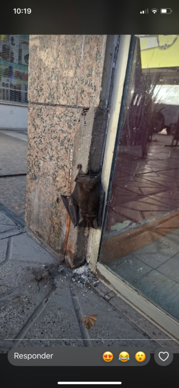 RESCATARON A UN MURCIÉLAGO QUE LLEVABA VARIOS DÍAS EN LA PUERTA DE UN COMERCIO DEL CENTRO TUCUMANO