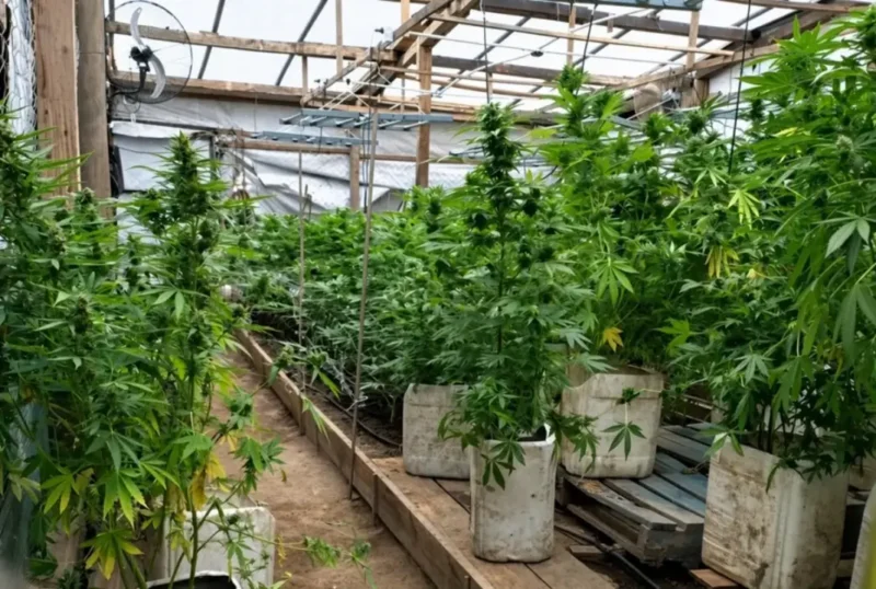Perseguían a un sospechoso y encontraron casi 200 plantas de marihuana en dos invernaderos de Bella Vista