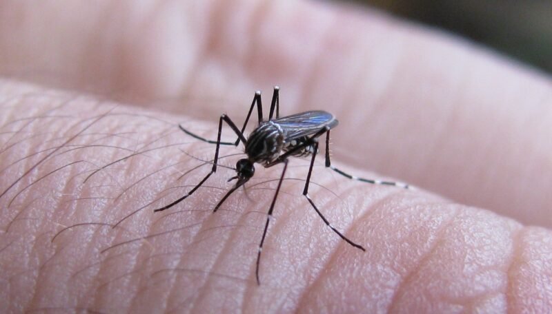 El dengue vuelve a estar bajo la lupa en Tucumán: el calor y las lluvias podrían adelantar la temporada El dengue vuelve a estar bajo la lupa en Tucumán: el calor y las lluvias podrían adelantar la temporada