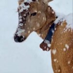 Un hito para la biodiversidad: el huemul Newenche cruzó de Chile a Argentina y reapareció en el Parque Nacional Lanín tras tres décadas