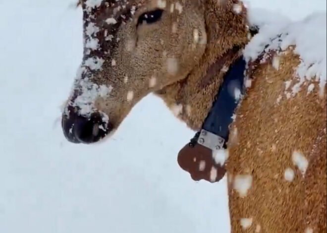 Un hito para la biodiversidad: el huemul Newenche cruzó de Chile a Argentina y reapareció en el Parque Nacional Lanín tras tres décadas
