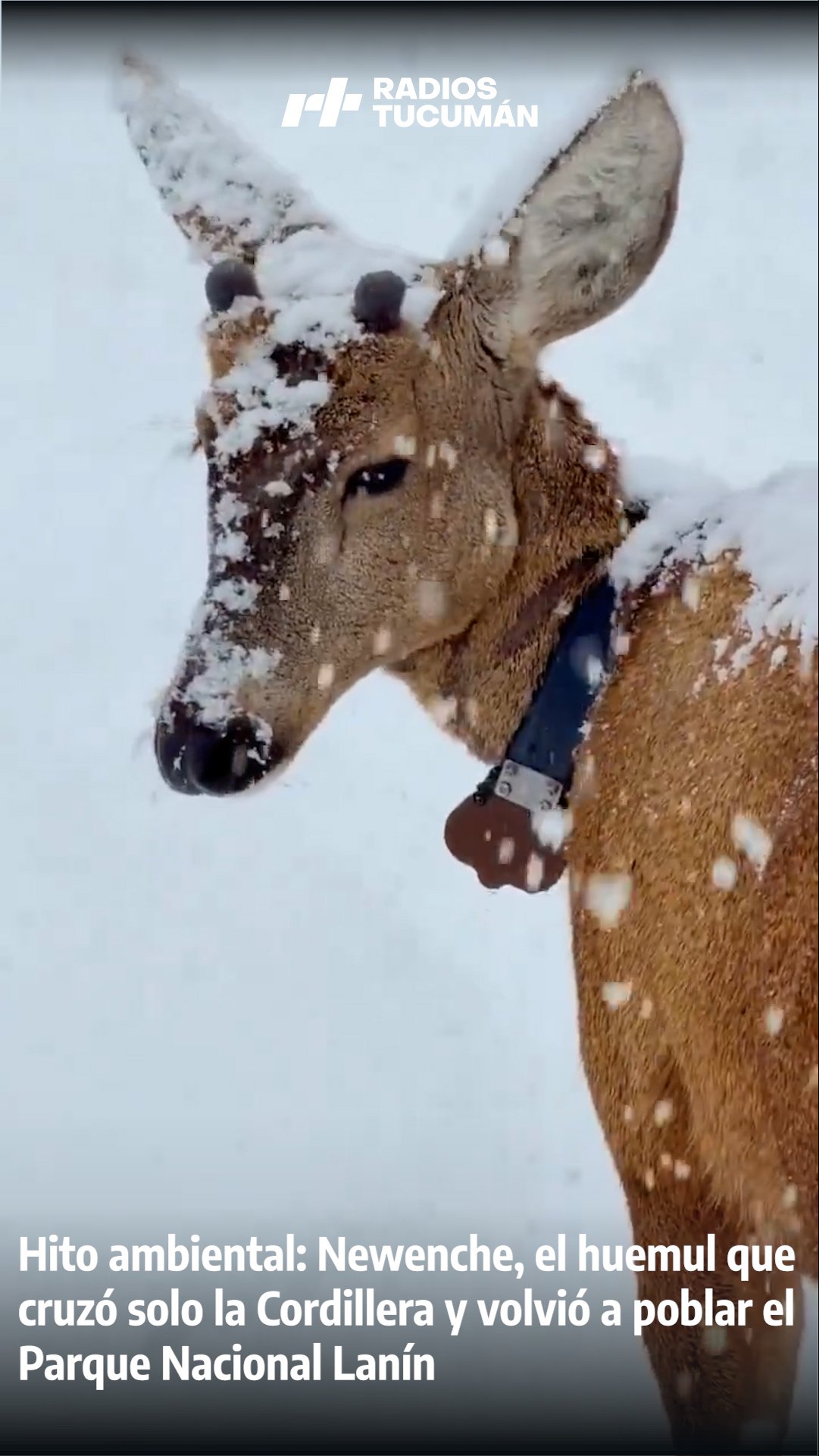 Un hito para la biodiversidad: el huemul Newenche cruzó de Chile a Argentina y reapareció en el Parque Nacional Lanín tras tres décadas