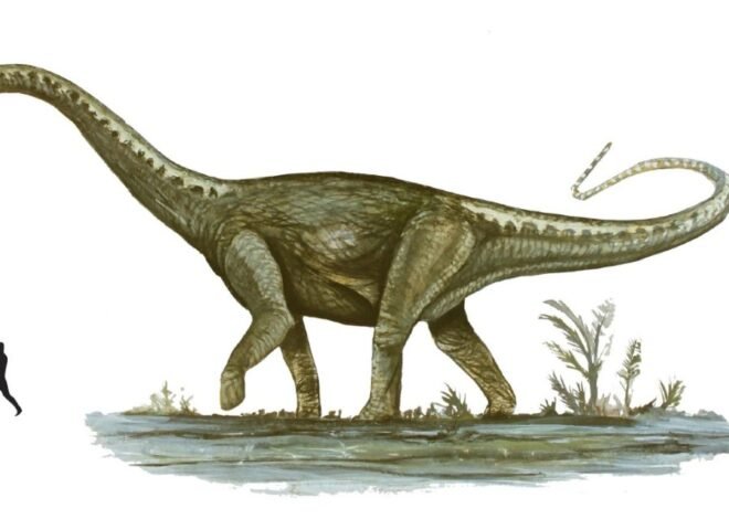 Hallazgo histórico en la Patagonia: encontraron huevos fosilizados del dinosaurio más grande del mundo en Santa Cruz