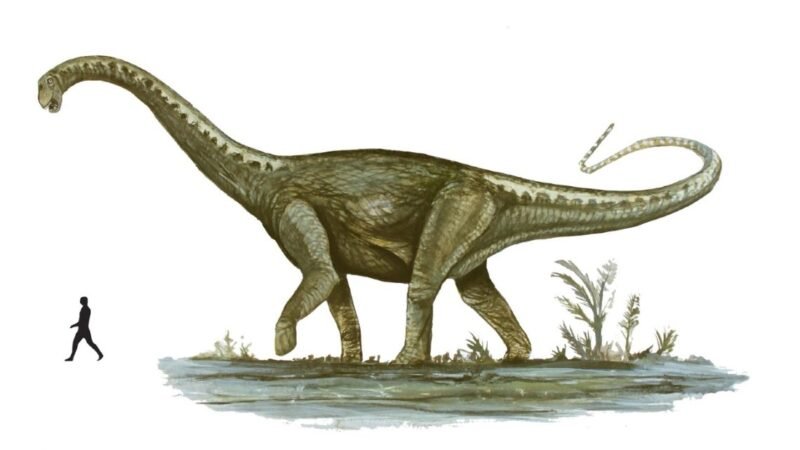 Hallazgo histórico en la Patagonia: encontraron huevos fosilizados del dinosaurio más grande del mundo en Santa Cruz