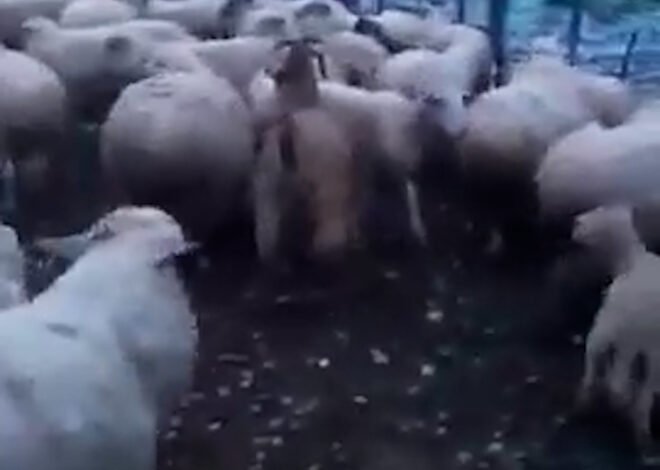 Un violento fenómeno con granizo de gran tamaño mató a decenas de animales y dejó graves daños en campos de Santa Fe