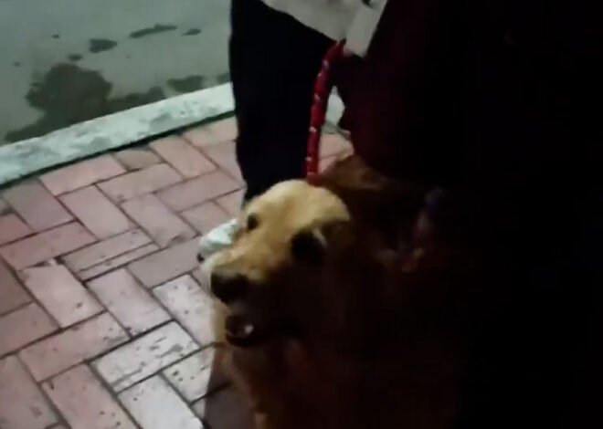 Desgarrador: mariachis le cantaron “Amor Eterno” a una perrita con cáncer para despedirla antes de la eutanasia