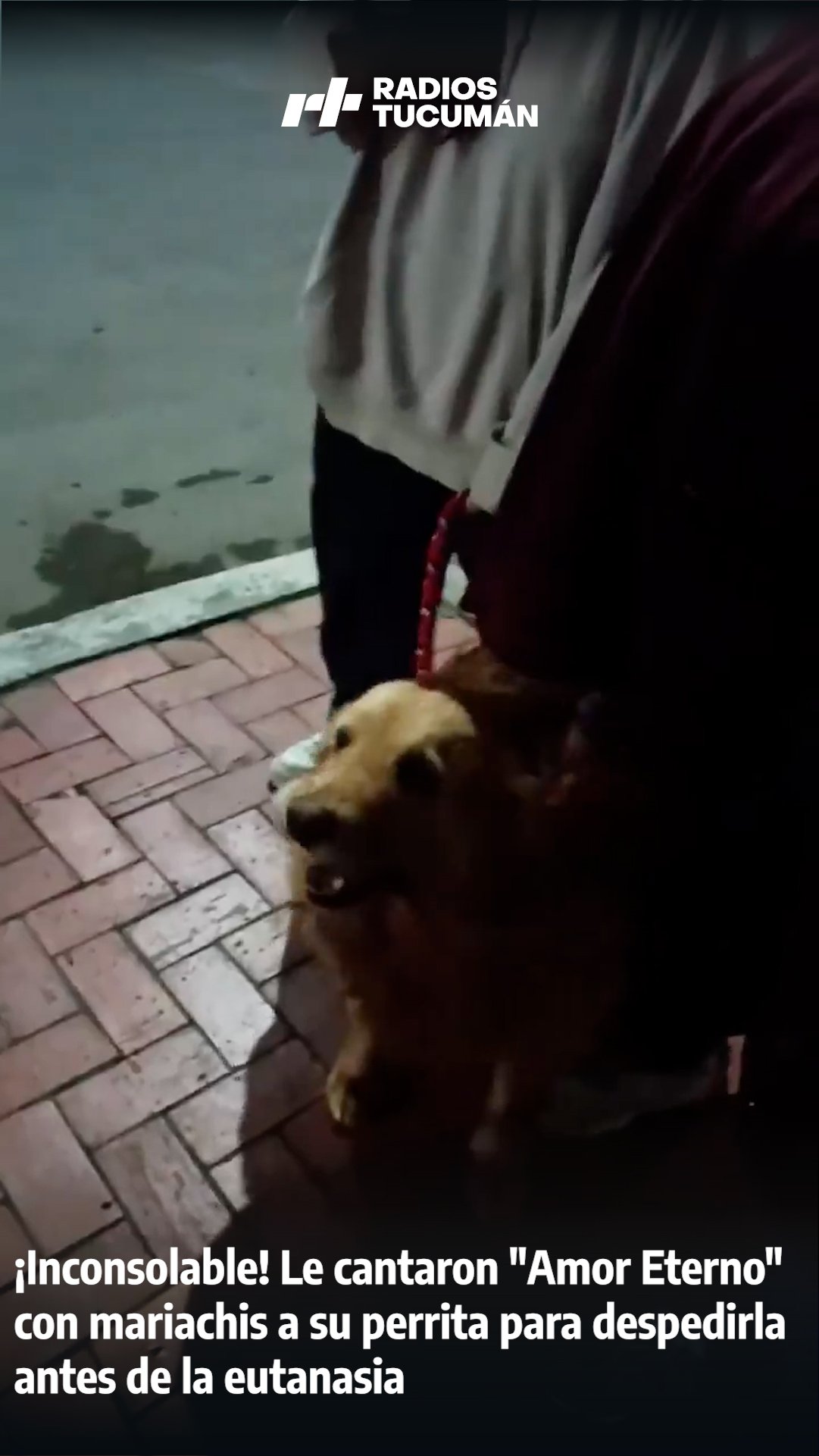 Desgarrador: mariachis le cantaron “Amor Eterno” a una perrita con cáncer para despedirla antes de la eutanasia