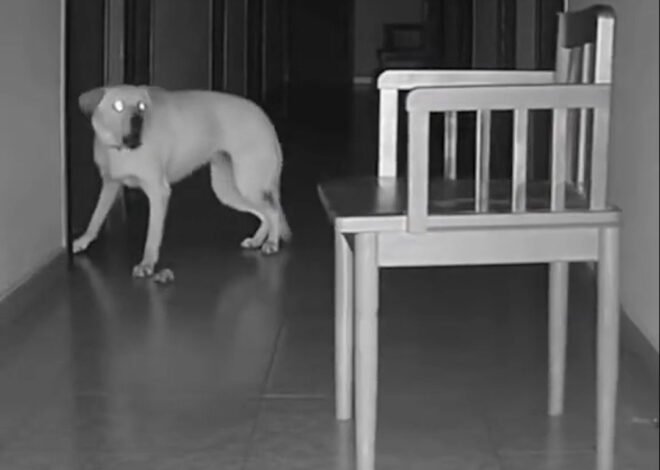 El escalofriante video de una silla que se mueve sola y despierta a un perro en pleno pasillo: el fenómeno que divide a las redes