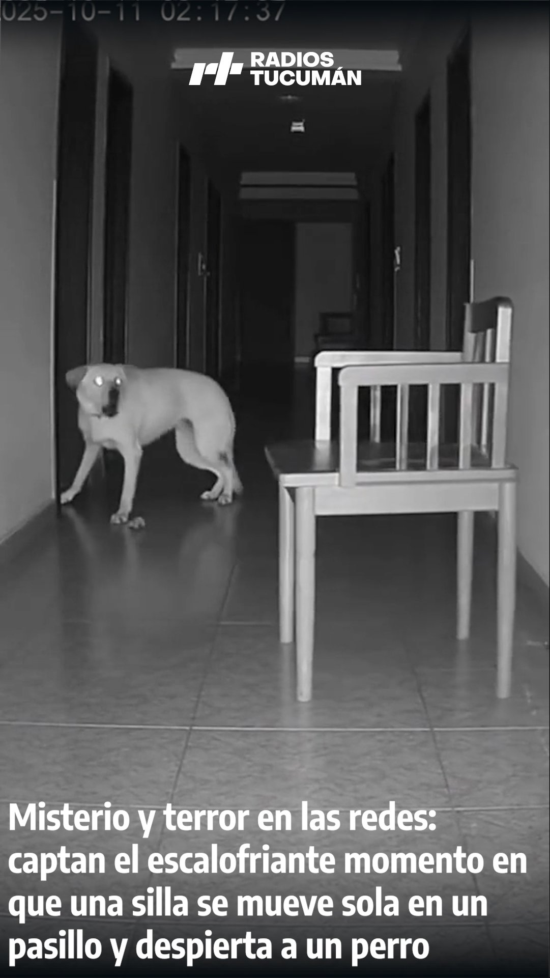 El escalofriante video de una silla que se mueve sola y despierta a un perro en pleno pasillo: el fenómeno que divide a las redes